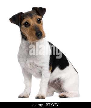 Jack Russell Terrier, 3 Jahre alt, sitzt vor weißem Hintergrund Stockfoto