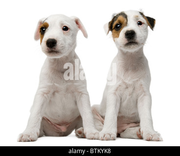 Parson-Russell-Terrier Welpen sitzen vor weißem Hintergrund Stockfoto