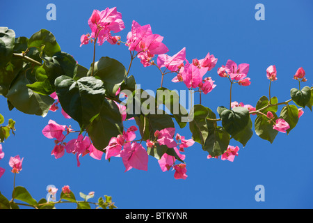 Blühender Zweig der Bougainvillea (wissenschaftlicher Name: Bougainvillea Glabra) auf den blauen Himmel. Kreta, Griechenland. Stockfoto