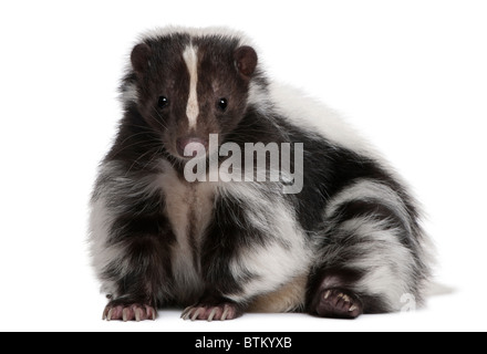 Striped Skunk, Mephitis Mephitis, 5 Jahre alt, vor weißem Hintergrund liegen Stockfoto