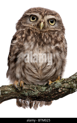 Junge Eule auf Ast vor weißem Hintergrund hocken Stockfoto