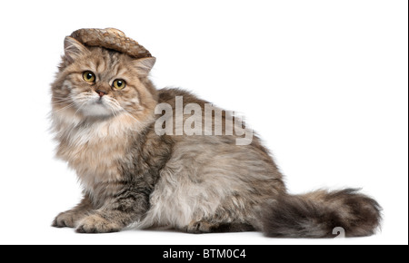 British Longhair Kitten Stroh Hut, 3 Monate alt, sitzt vor weißem Hintergrund Stockfoto