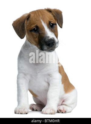 Jack Russell Terrier Welpen, 2 Monate alt, sitzt vor weißem Hintergrund Stockfoto