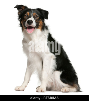 Border-Collie, 12 Monate alt, sitzt vor weißem Hintergrund Stockfoto