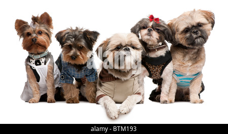 Shih Tzu, 3 und 2 Jahre, 8 Monate alt, & Yorkshire Terrier, 2 Jahre und 6 Monate alt, vor weißem Hintergrund Stockfoto