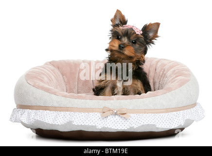 Yorkshire Terrier Welpen, 2 Monate alt, sitzt vor weißem Hintergrund Stockfoto