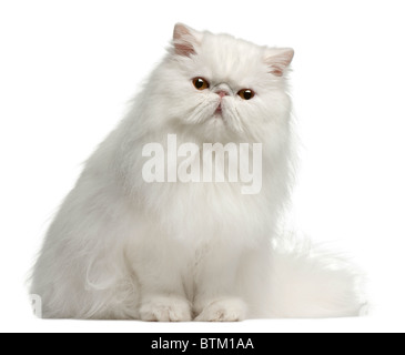 Perserkatze, 8 Monate alt, sitzt vor weißem Hintergrund Stockfoto