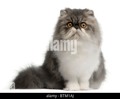 Perserkatze, 6 Monate alt, sitzt vor weißem Hintergrund Stockfoto