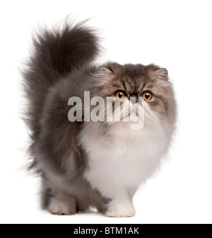 Perserkatze, 6 Monate alt, vor weißem Hintergrund Stockfoto