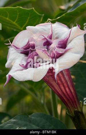 Nahaufnahme von Trompete Blume des Teufels. Wissenschaftlicher Name: Datura metel. Stockfoto