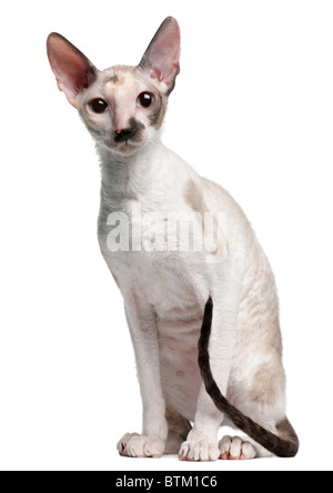 Cornish Rex-Katze, 7 Monate alt, sitzt vor weißem Hintergrund Stockfoto