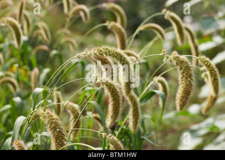 Nickenden blütenstände von Green Bristlegrass. Wissenschaftlicher Name: Setaria viridis. Stockfoto