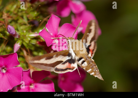 Bedstraw Hawkmoth (Hyles galii), der im Flug an einer Phloxblume füttert. Stockfoto