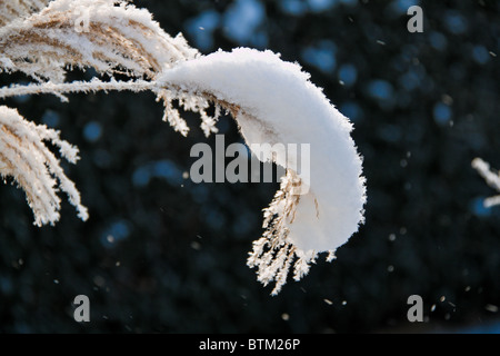 Eine Landschaft mit Raureif, Frost und Schnee am Baum im Winter. Stockfoto