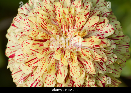 Zinnia elegans Hybridsorte Blume Nahaufnahme. Stockfoto