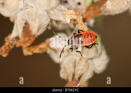 Firebug, Zentralrussland. Wissenschaftlicher Name: Pyrrhocoris Apterus. Stockfoto