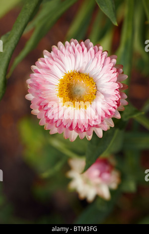 Strawflower. Wissenschaftlicher Name: Helichrysum Bracteata oder Helichrysum Bracteatum. Stockfoto