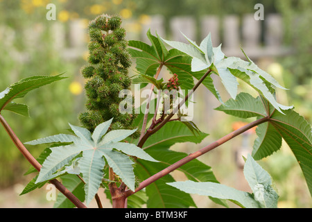 Rizinus, oder Castor Bean mit Samenkapseln wachsen im Schrebergarten. Wissenschaftlicher Name: Ricinus communis. Stockfoto
