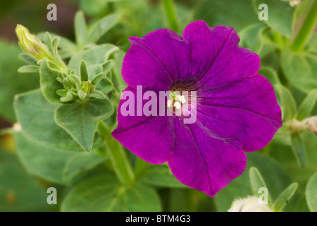 Petunien Blume hautnah. Stockfoto
