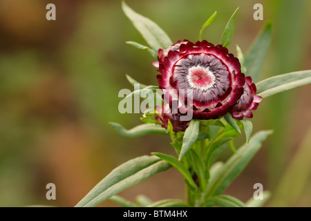 Strawflower. Wissenschaftlicher Name: Helichrysum Bracteata oder Helichrysum Bracteatum. Stockfoto