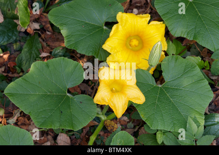 Kürbisblüten hautnah. Stockfoto