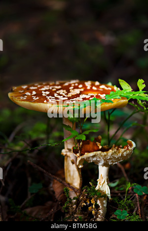 Fly Agarick Pilze im Wald Stockfoto