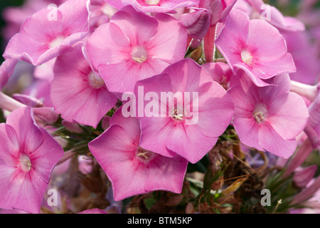 Rosa Phlox blüht. Wissenschaftlicher Name: Phlox Paniculata. Stockfoto