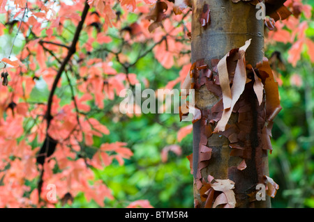 Farbige Herbstblätter von Acer Griseum, Papier Rinde Ahornbaum Stockfoto