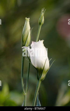 Nahaufnahme von weißen Lisianthus (Eustoma Grandiflorum) ungeöffneten Blüten. Stockfoto