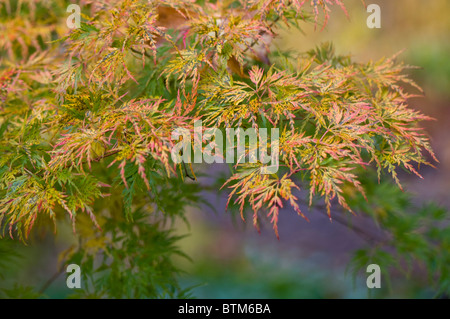 Nahaufnahme Bild von der lebendigen Herbst/Herbst farbigen Blätter des Acer Palmatum japanischer Ahornbaum, Aufnahme auf einem weichen Hintergrund. Stockfoto