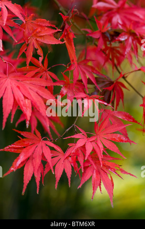 Nahaufnahme Bild von der lebendigen Herbst/Herbst farbigen Blätter des Acer Palmatum japanischer Ahornbaum, Aufnahme auf einem weichen Hintergrund. Stockfoto