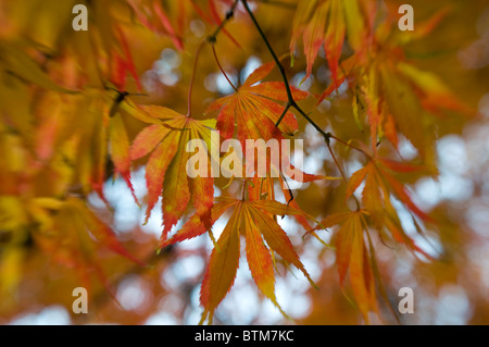 Nahaufnahme Bild von der lebendigen Herbst/Herbst farbigen Blätter des Acer Palmatum japanischer Ahornbaum, Aufnahme auf einem weichen Hintergrund. Stockfoto