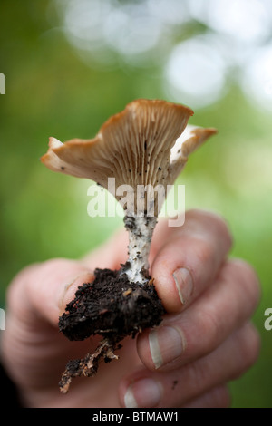 Lactarius Deliciosus, bekannt als der Safran Milch cap, Red pine Pilz oder ihrer katalanischen Namen Rovelló oder Rovellons, Abinger Roughs, Surrey, England, Großbritannien Stockfoto