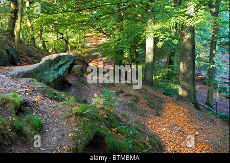 Sonnenlicht & Schatten auf Alderley Edge, Alderley Edge, Cheshire, England, UK Stockfoto