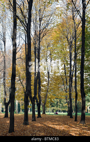 Herbstfarben im Parco di Monza Italien Stockfoto