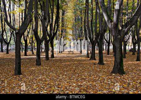 Herbstfarben im Parco di Monza Italien Stockfoto