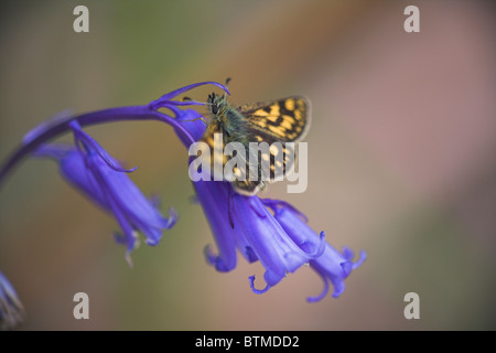 Karierte Skipper Carterocephalus Palaemon Erwachsenen Aalen auf Bluebell am Ariundle, Ardnamurchan Halbinsel, Schottland im Mai. Stockfoto