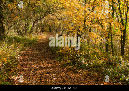 Blätter im Herbst decken ein Waldweg in Pfeil Valley Country Park, Worcs, Großbritannien Stockfoto