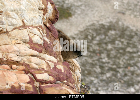 Rock Hyrax (Klippschliefer) sitzt auf einer Felswand. Kap der guten Hoffnung, Südafrika. Stockfoto