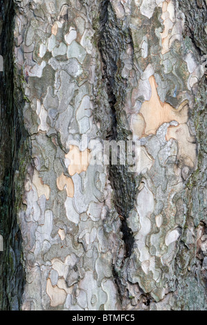 Europäische Schwarzkiefer (Pinus Nigra) Nahaufnahme der Rinde Cambridgeshire Garten England UK Europe Stockfoto