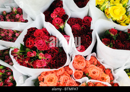 Trauben von Rosen Stockfoto