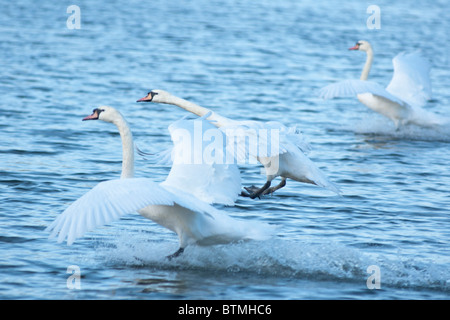 Drei anmutigen Höckerschwäne landen auf dem See in Pfeil Valley Country Park in Einbindung, Großbritannien Stockfoto