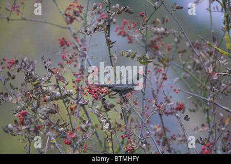 Ring Ouzel Turdus Manlius thront im Busch Essen Beeren auf Malvern Hills, Worcestershire im Oktober. Stockfoto