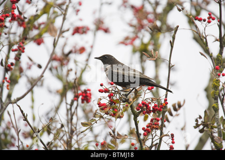 Ring Ouzel Turdus Manlius thront im Busch Essen Beeren auf Malvern Hills, Worcestershire im Oktober. Stockfoto