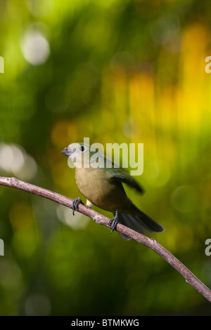 Weibliche Painted Bunting in Florida USA Stockfoto