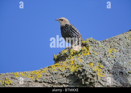 Gemeinsamen Starling Sturnus Vulgaris juvenile thront auf Zweig im Fahrerlager in Banwell, Somerset im September. Stockfoto