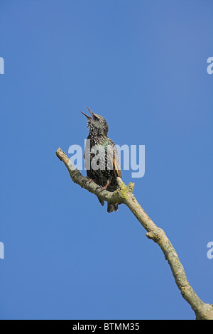 Gemeinsamen Starling Sturnus Vulgaris Erwachsener thront auf Zweig im Fahrerlager in Banwell, Somerset im September. Stockfoto