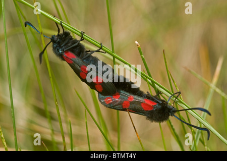 Täglich fliegen sechs Spot Burnet Motten, Barra äußeren Hebriden, Schottland. SCO 6594 Stockfoto