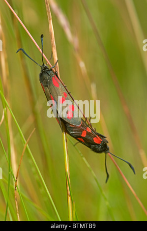 Täglich fliegen sechs Spot Burnet Motten, Barra äußeren Hebriden, Schottland.  SCO 6595 Stockfoto