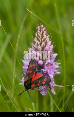 Täglich fliegen sechs Spot Burnet Motten, Barra äußeren Hebriden, Schottland.  SCO 6598 Stockfoto